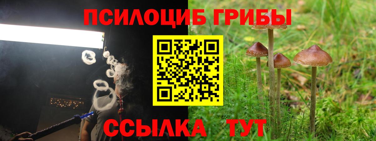 Галлюциногенные грибы Psilocybine cubensis Михайловск